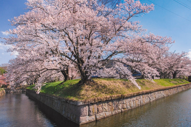 五稜郭の桜