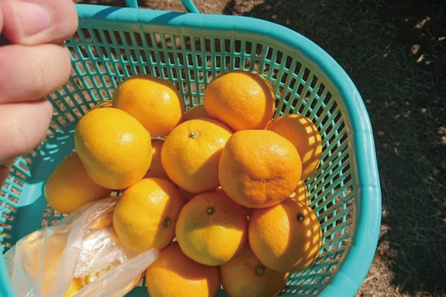 小林農園