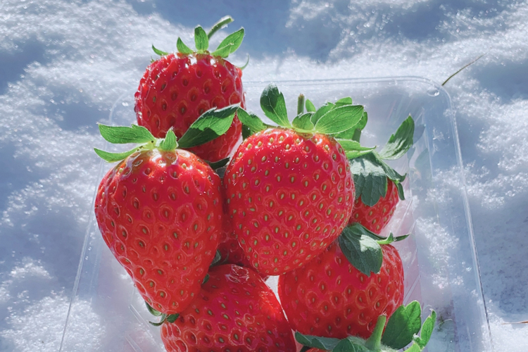 Yuzawa Strawberry Village