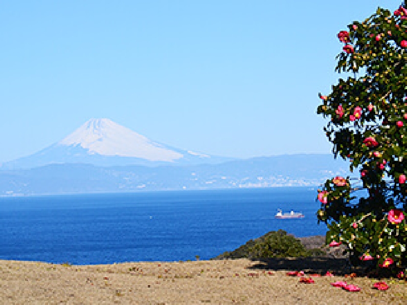 'Tsubaki-hana-garden' [Camellia Garden Tour]