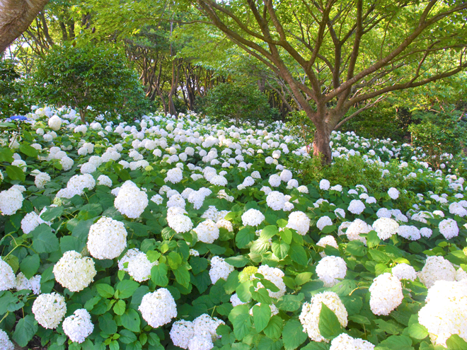 Camellia Flower Garden